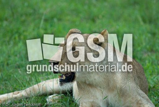 Löwen (61 von 69).jpg